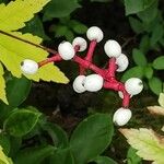 Actaea pachypoda Gyümölcs