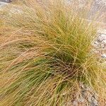 Carex testacea Leaf