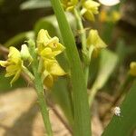Polystachya nyanzensis Flor