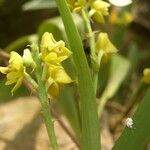 Polystachya nyanzensis Flower