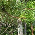 Pinus sylvestris ഇല