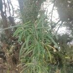 Salix eleagnos Leaf