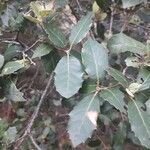 Quercus ilex Frunză