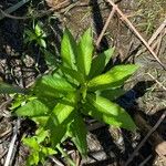 Penthorum sedoides Leaf