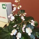 Begonia hydrocotylifolia Λουλούδι