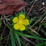 Potentilla indica പുഷ്പം