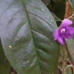 Brunfelsia pauciflora Floro