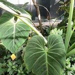 Philodendron gloriosum Blad