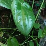 Aquarius cordifolius Leaf