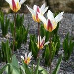 Tulipa kaufmanniana Flower