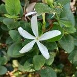 Carissa macrocarpa Kvet