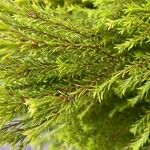 Hesperocyparis macrocarpa Blad