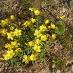 Linum campanulatum Habit