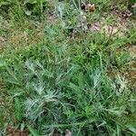 Artemisia campestris Habit