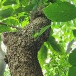 Magnolia acuminata Kabuk