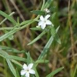 Euploca tenella Habitus