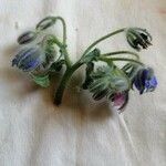 Borago officinalisFlower