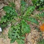 Gerbera jamesonii Leaf