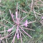 Epilobium angustifoliumFlower