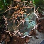 Coryphantha elephantidens Ліст