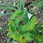 Euphorbia carniolica Blüte