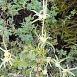 Alternanthera nodifera Облик