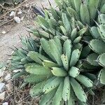 Agave macroacantha Ліст