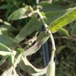 Oxypetalum solanoides Hoja