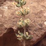 Teucrium resupinatum Habit
