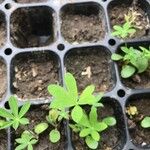 Lupinus succulentus Leaf