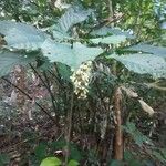 Clerodendrum indicum Leaf