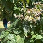 Clerodendrum trichotomumLiść