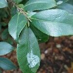 Camellia japonica Blad