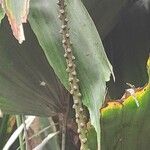 Arenga hookeriana Ostalo