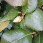 Camellia sasanqua Hoja