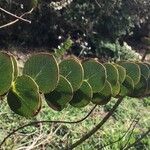 Eucalyptus pulverulenta Blad