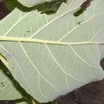 Cornutia pyramidata Hoja