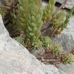 Petrosedum sediforme Blad