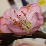 Prunus dulcis 花