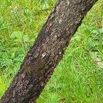 Quercus marilandica Corteza