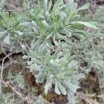 Artemisia tridentata Ліст