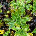 Azorella aretioides Hoja
