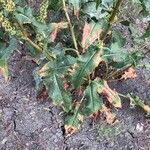 Rumex cristatus Leaf