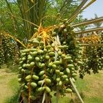 Phoenix dactylifera Fruit