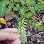 Phyllanthus urinaria 果實