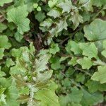 Lactuca muralis Likasa