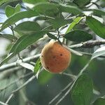 Garcinia kola Fruit