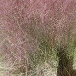 Muhlenbergia capillaris Хабит