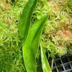 Utricularia longifolia Hoja