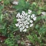 Daucus carotaFlor